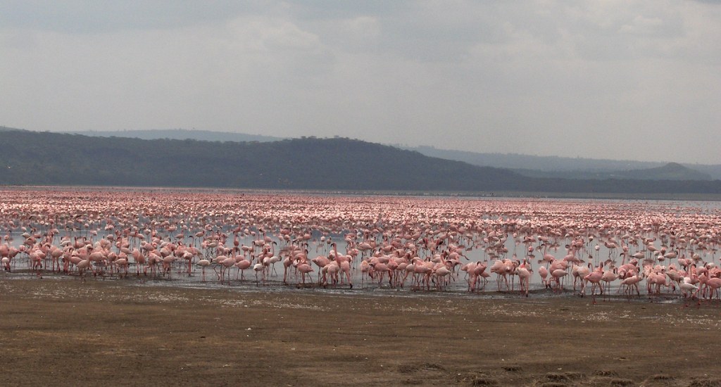 flamingos on lake nakuru 13 top things to do in africa