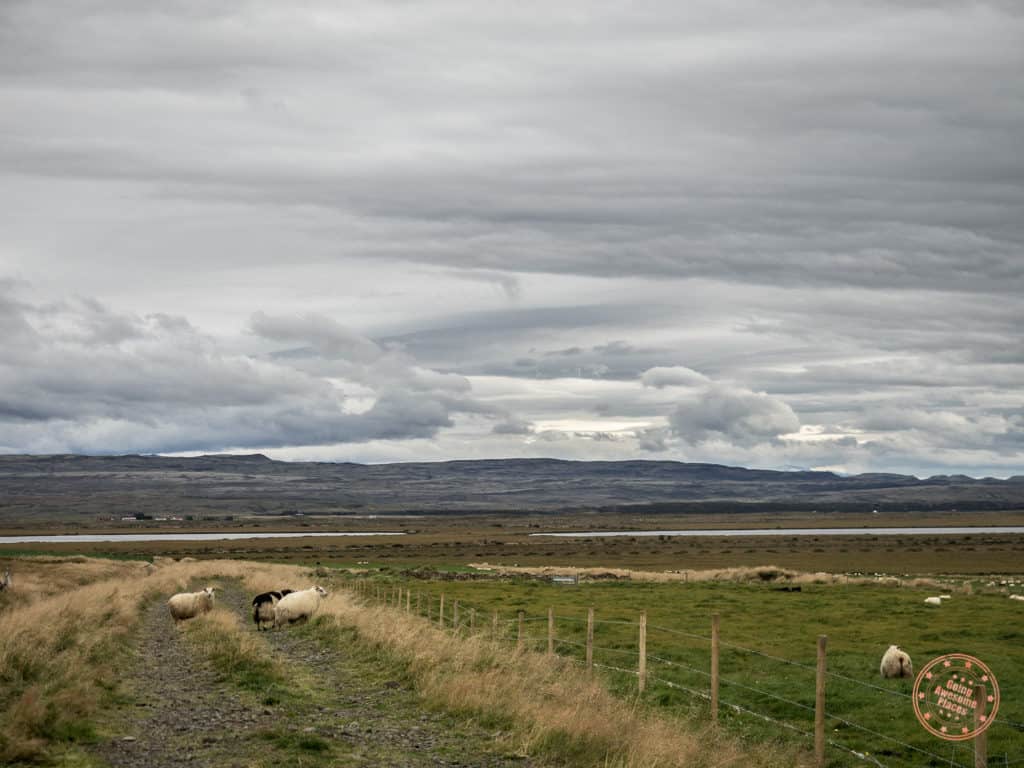 sheep running wild as seen from 8 day iceland itinerary