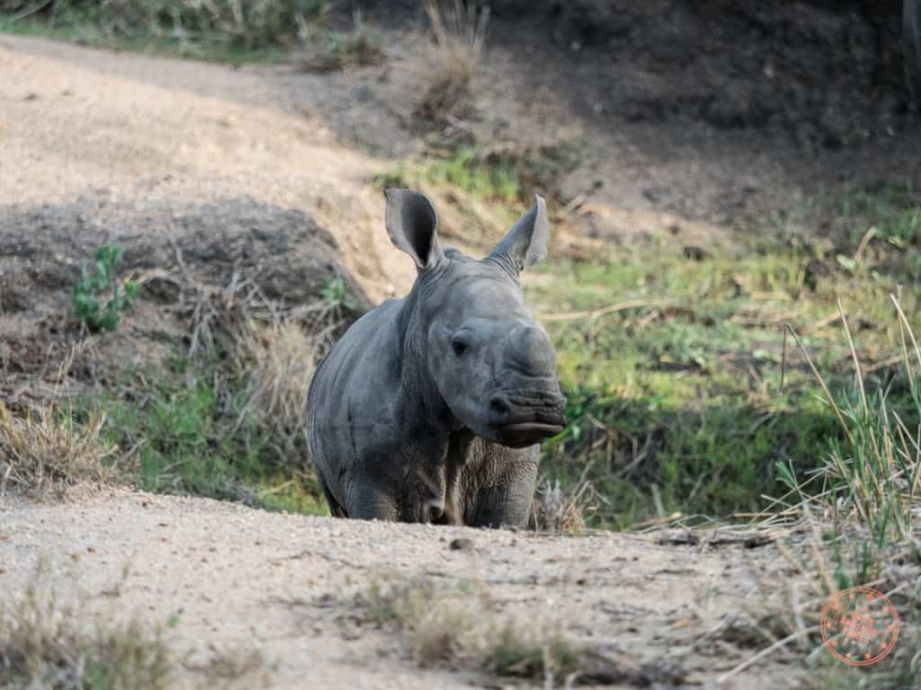 baby rhino from elephant plains in sabi sands private reserve south africa next to kruger national park