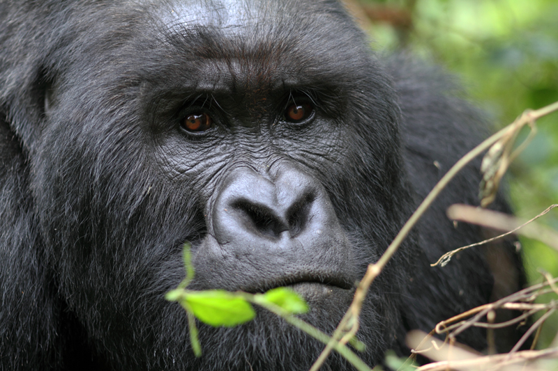 endangered virunga silverback gorilla incredible sighting as top thing to do in congo africa