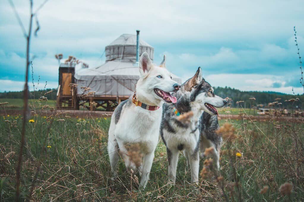 buffalo farm yurt with cute dogs