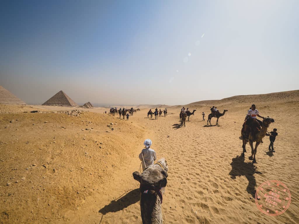 camel riding at panorama in giza near the pyramids