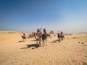 camel riding pyramids giza cairo experience