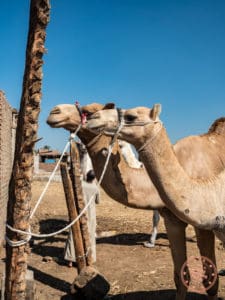 daraw camel market pair in egypt things to do