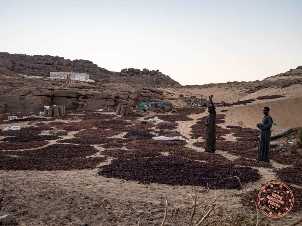 drying figs near el hamam village