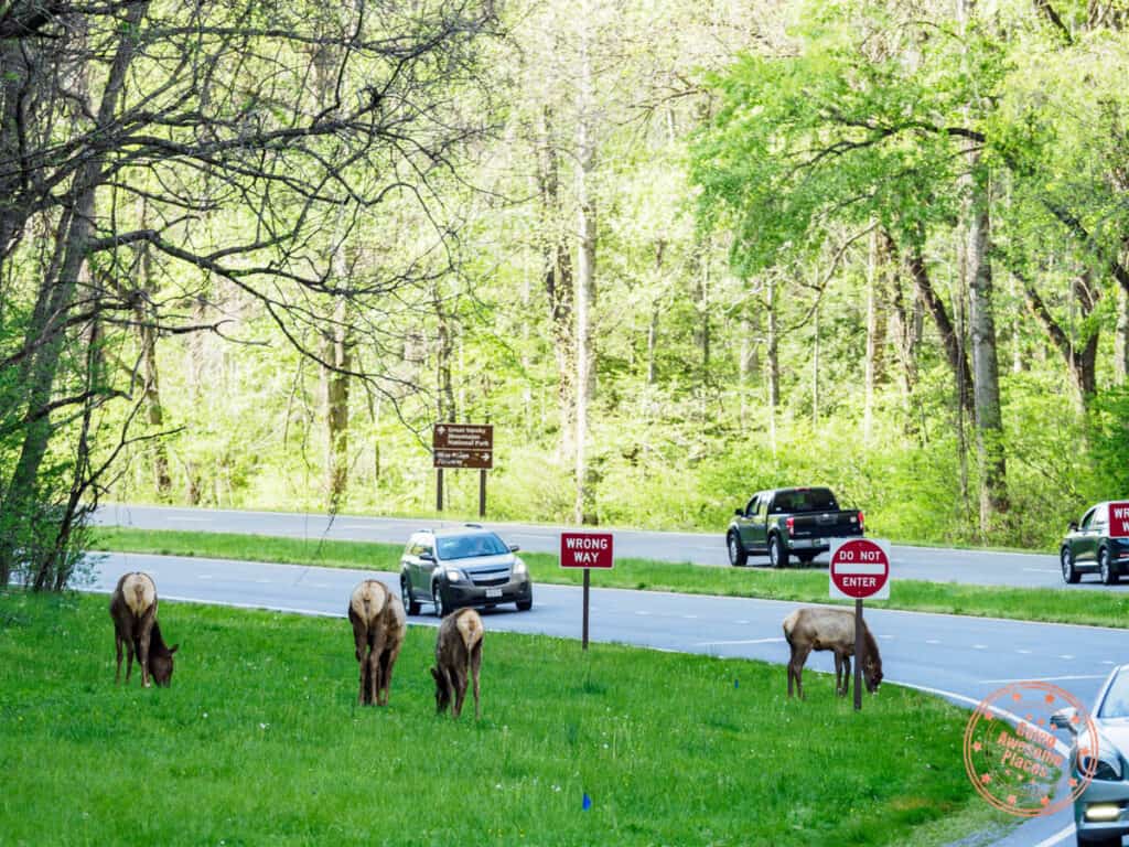 elk spotting near oconaluftee visitor center