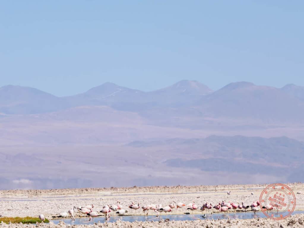 flamboyance of flamingos at laguna chaxa
