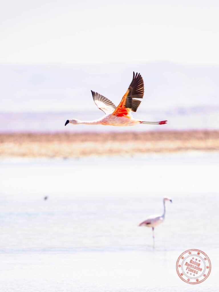 flamingo in flight at laguna chaxa