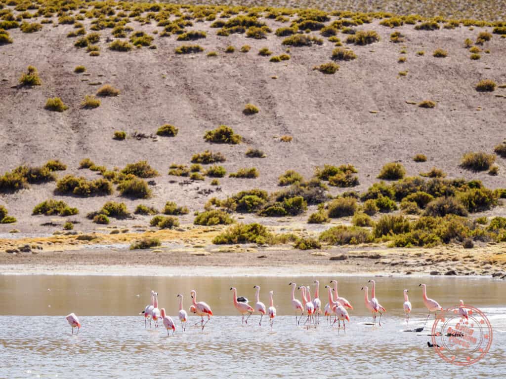 flamingos on river near machuca village