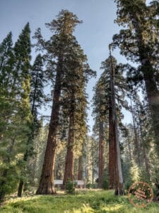 giant sequoias and lodge in upper grove