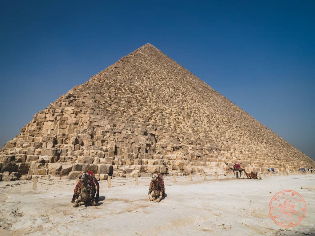 great pyramids of giza and camels in cairo egypt