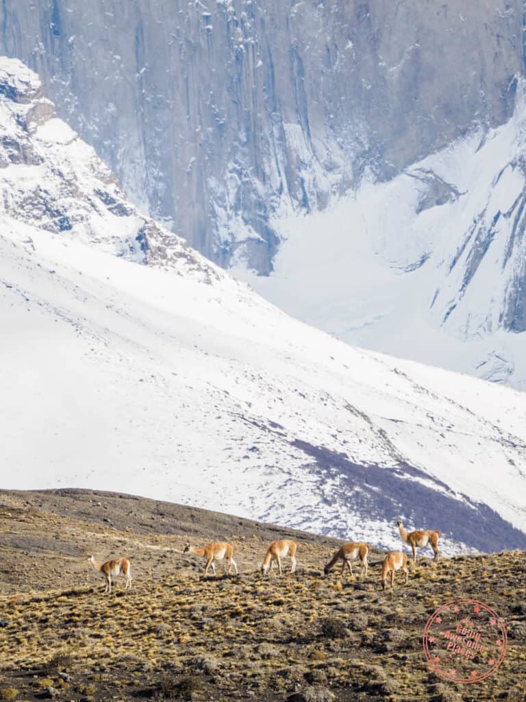 herd of guanacos spotted in torres del paine during puma tracking