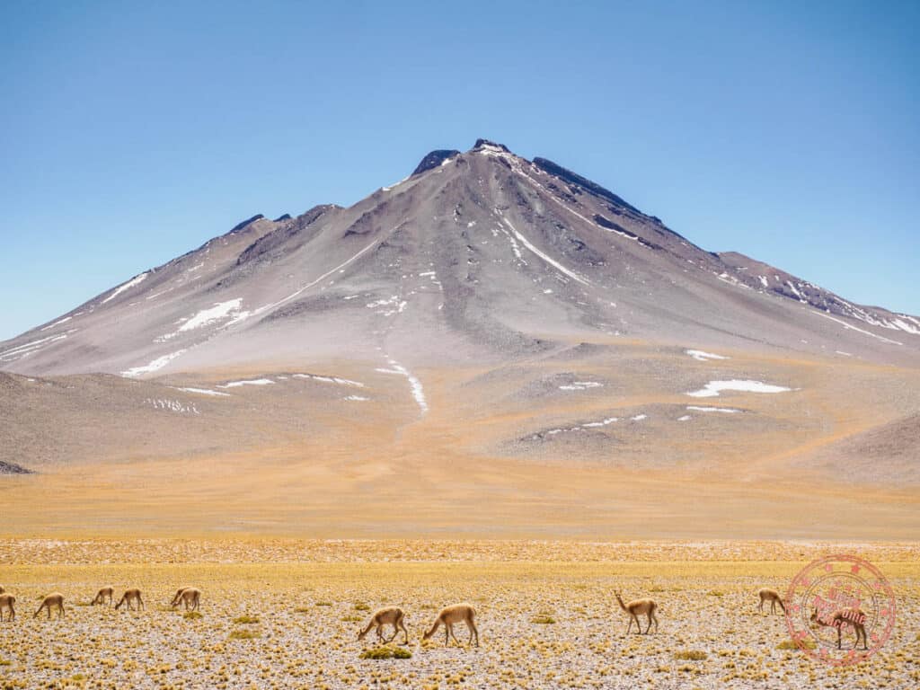 herd of vicuna on the side of the road with volcano behind