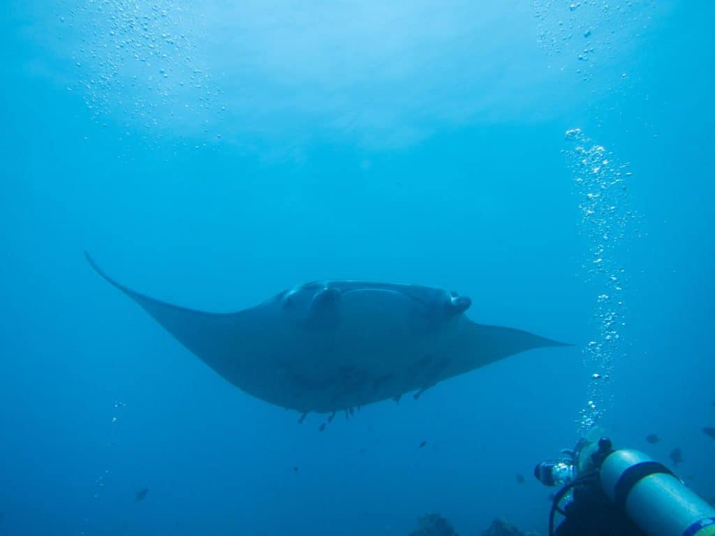 diving with manta rays in the maldives and where to buy the best travel insurance