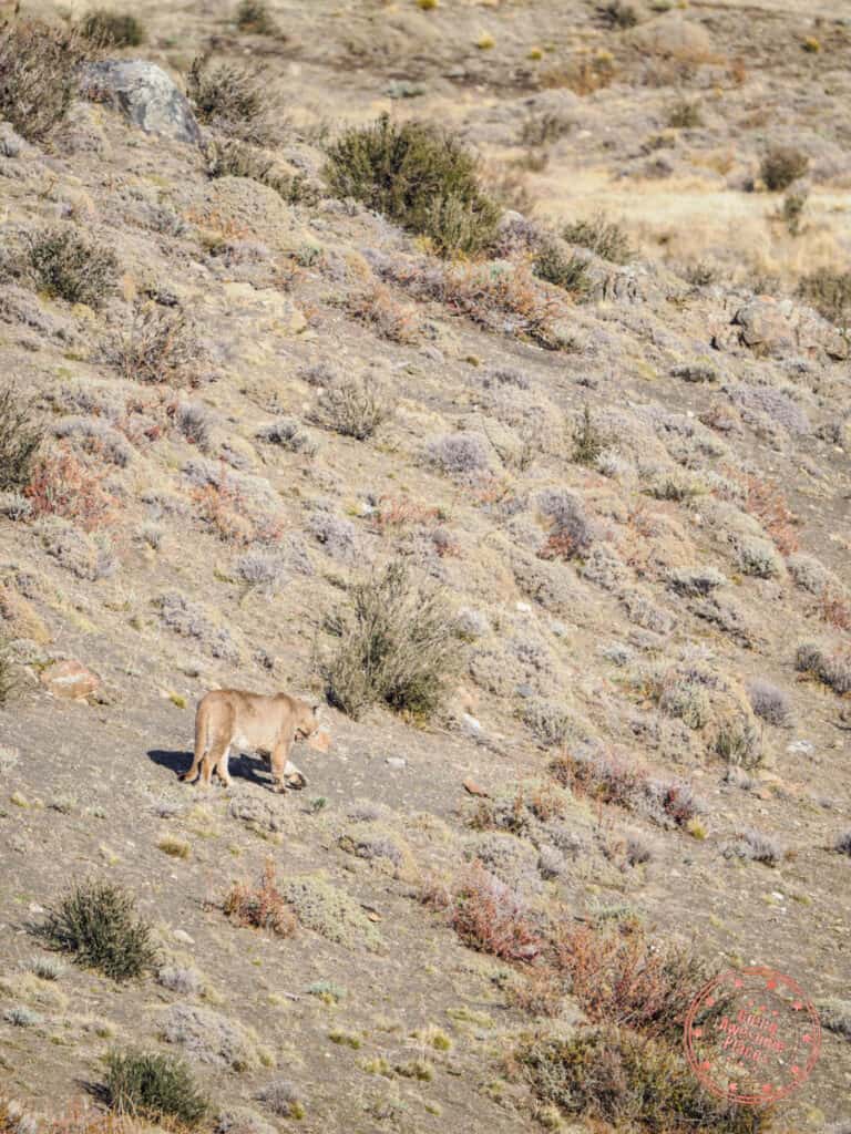 puma hunting during tracking experience in patagonia