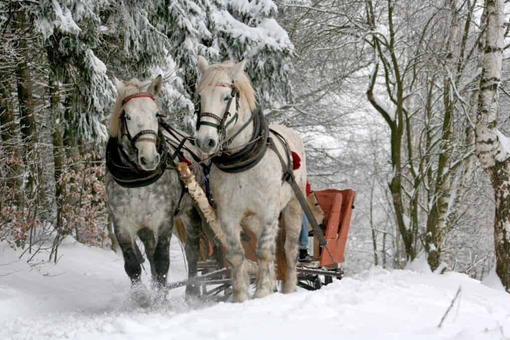 mountain springs lodge sleigh ride in the winter in things to do in leavenworth