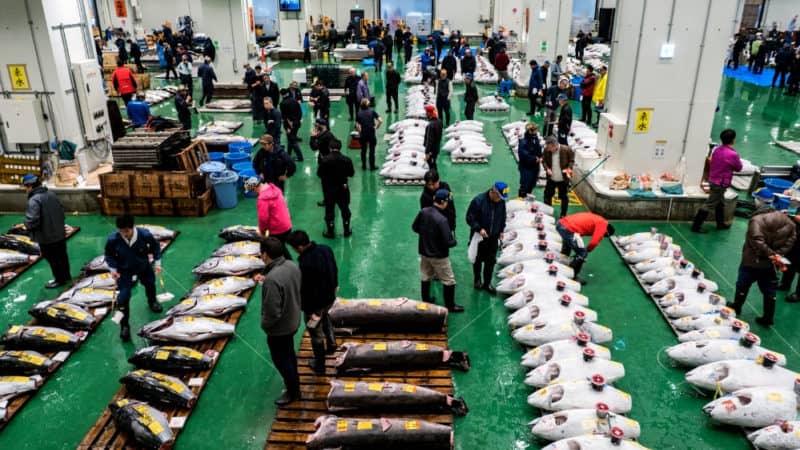 how to apply for toyosu fish market tuna auction observation deck lottery
