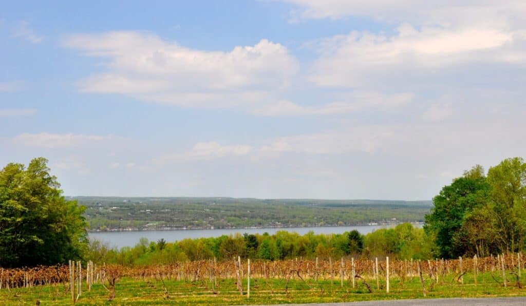 vineyard overloocking seneca lake new york trips from pittsburgh