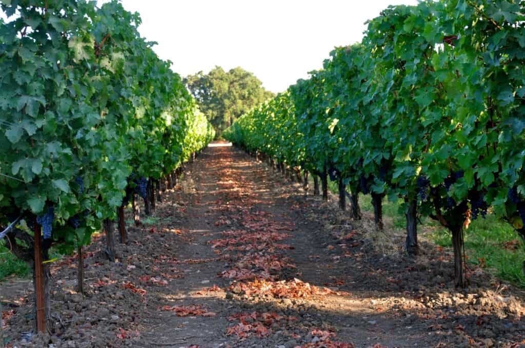 Napa Valley grape rows at vineyard Weekend Trips San Francisco